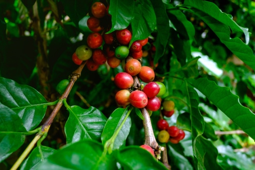 ripen-fruits